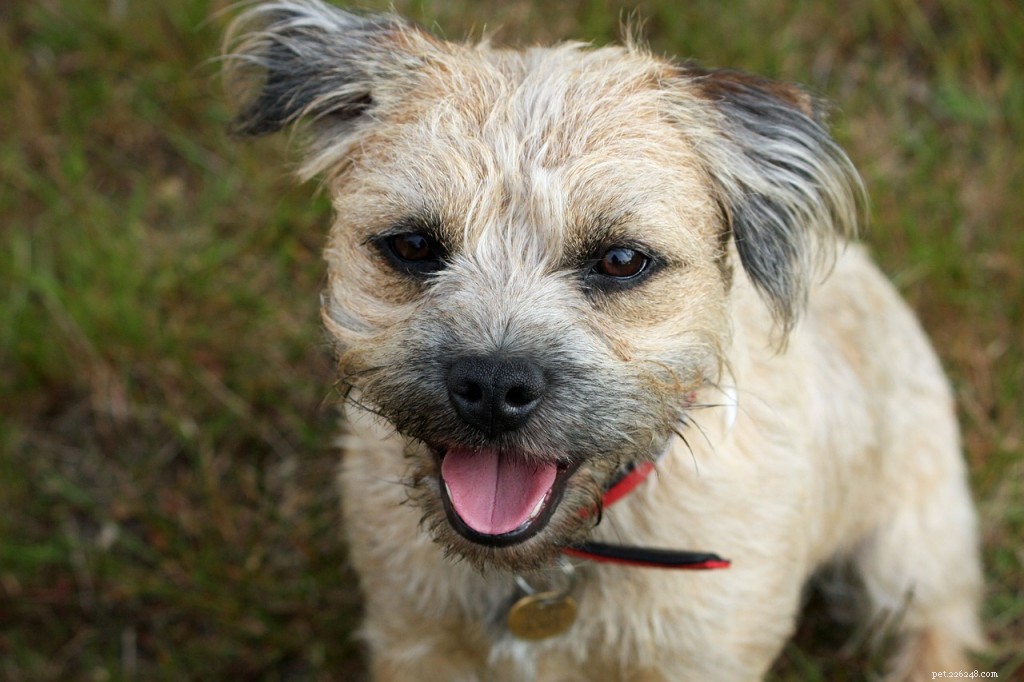 Border Terrier Breed Guide: Size, Care, and Popularity