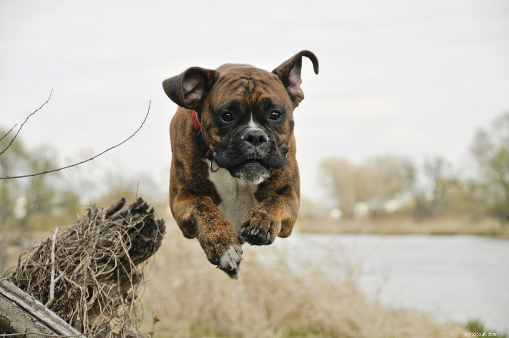 Boxer Dogs: Comprehensive Breed Guide – Size, Care, and Personality