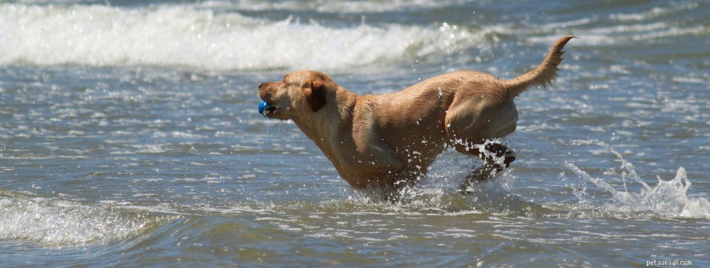 Traveling with Pets: Your Comprehensive Pet Passport Guide