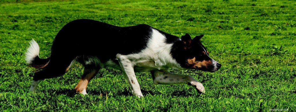 Border Collie Breed Profile: Traits, Training, and Care
