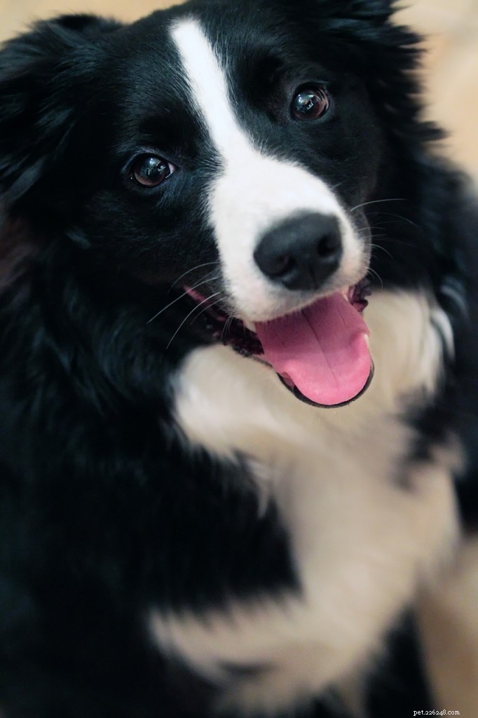 Border Collie Breed Profile: Traits, Training, and Care