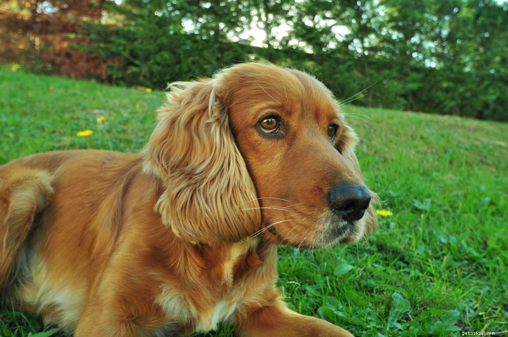 Dog Breed Groups Explained: How to Choose the Right One for You