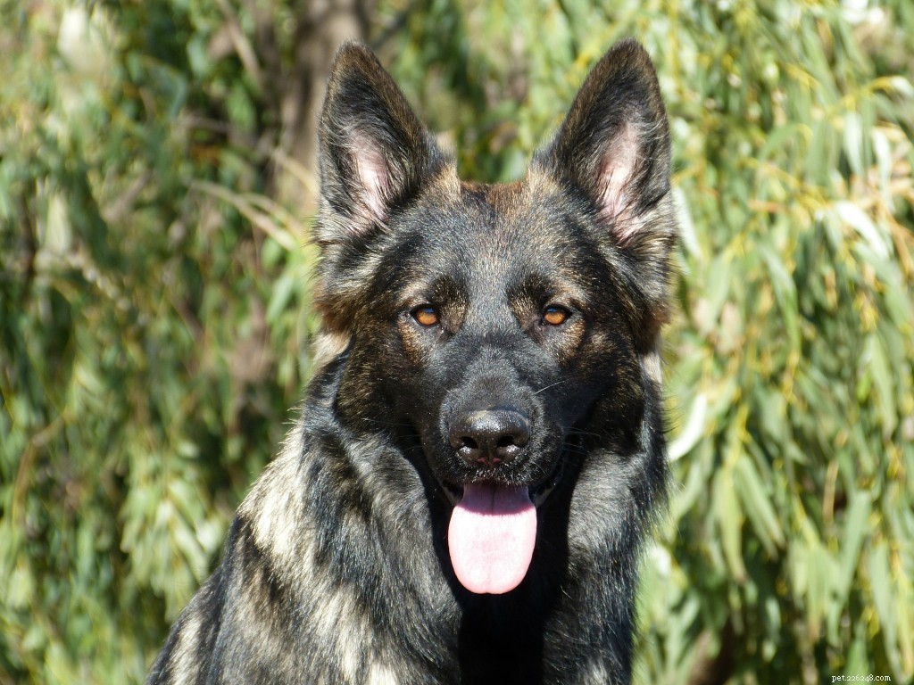Dog Breed Groups Explained: How to Choose the Right One for You