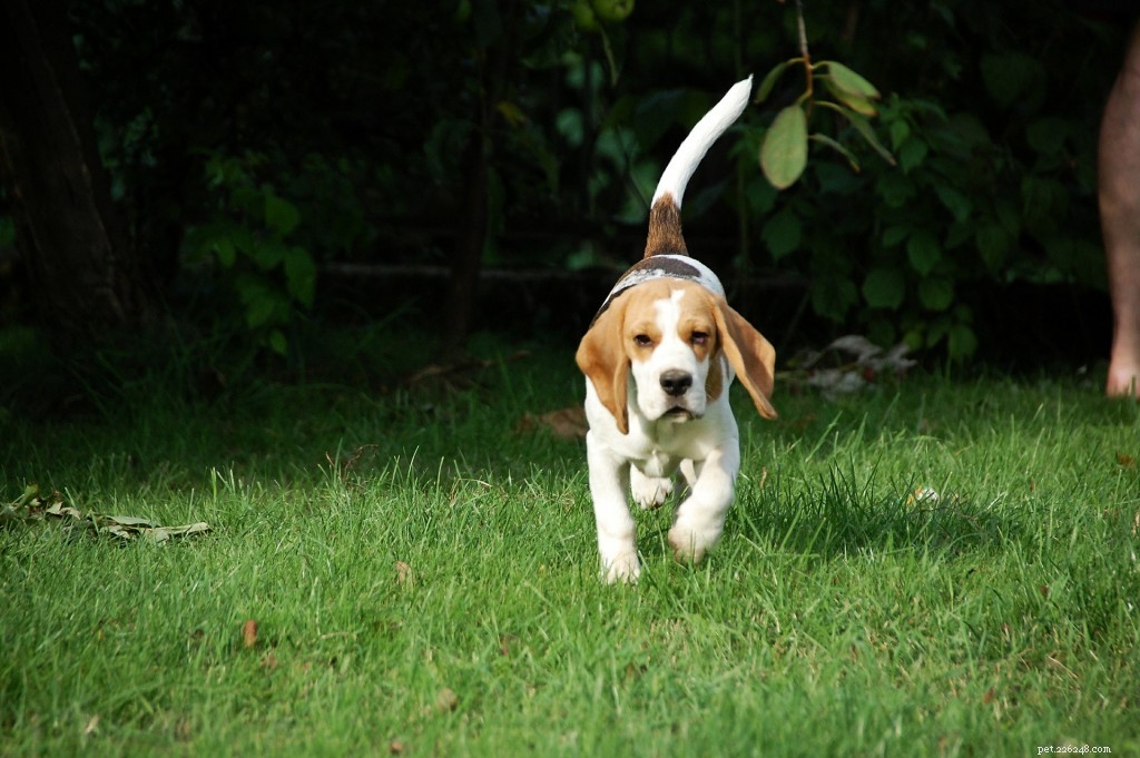 Dog Breed Groups Explained: How to Choose the Right One for You