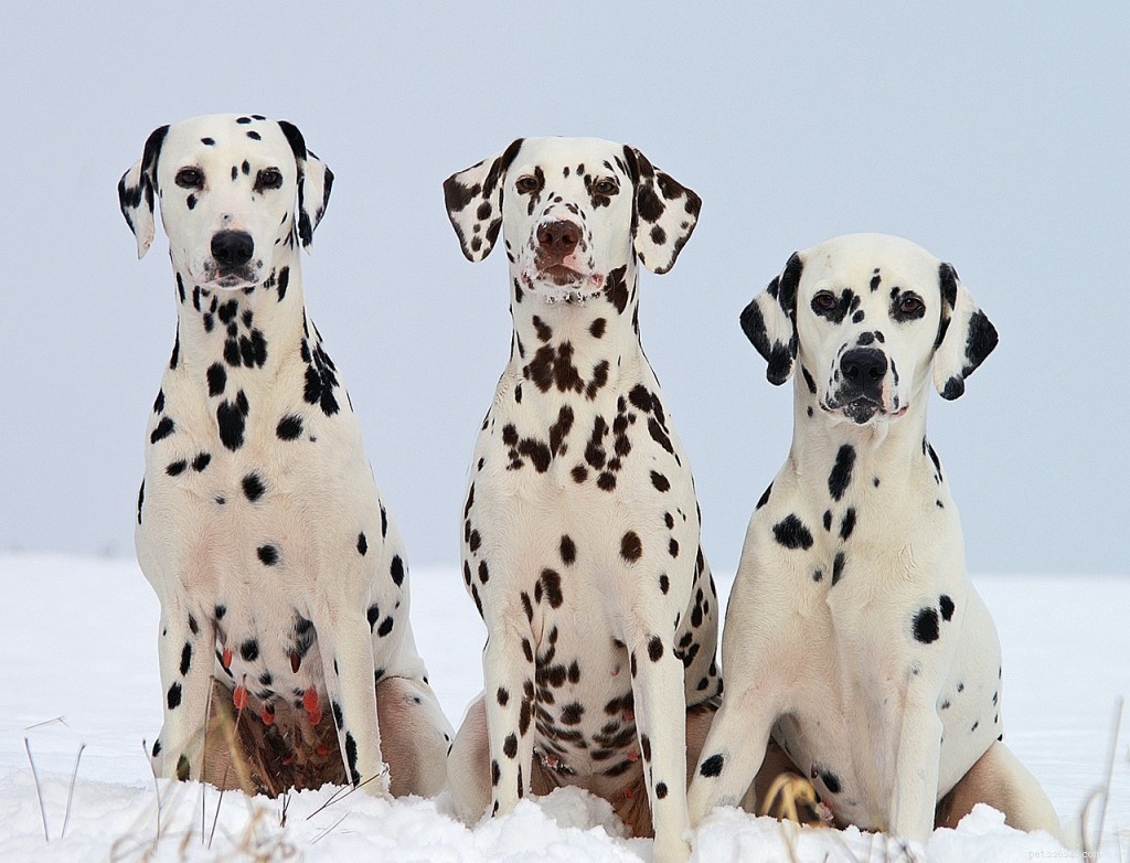 Dog Breed Groups Explained: How to Choose the Right One for You