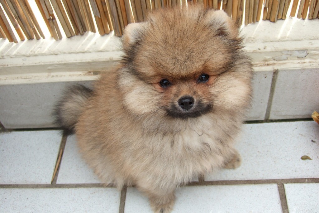 Dog Breed Groups Explained: How to Choose the Right One for You