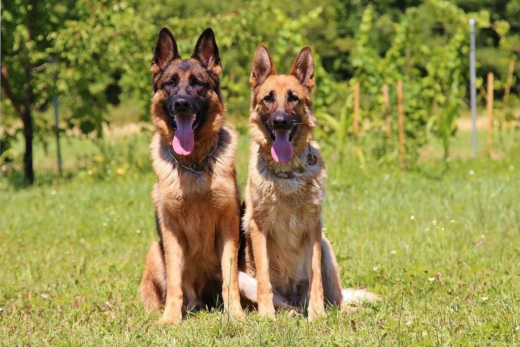 The Ultimate German Shepherd Breed Guide: Traits, Care, and Training Tips