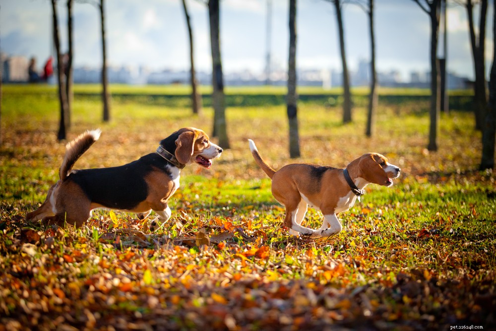 Expert Guide: Safe and Enjoyable Autumn Dog Walks