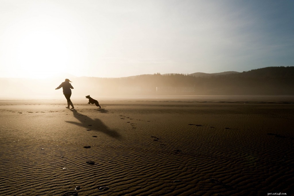 Determine If Your Dog Is at a Healthy Weight: A Simple Guide for Owners