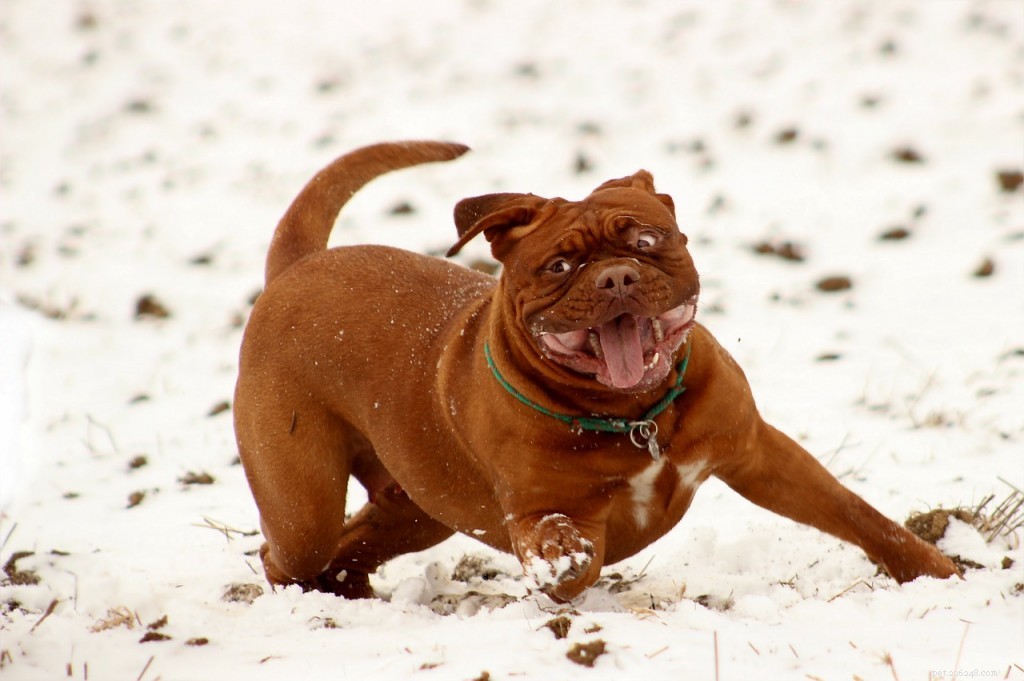 5 Hand‑picked, Hilarious Dog Videos to Brighten Your Day