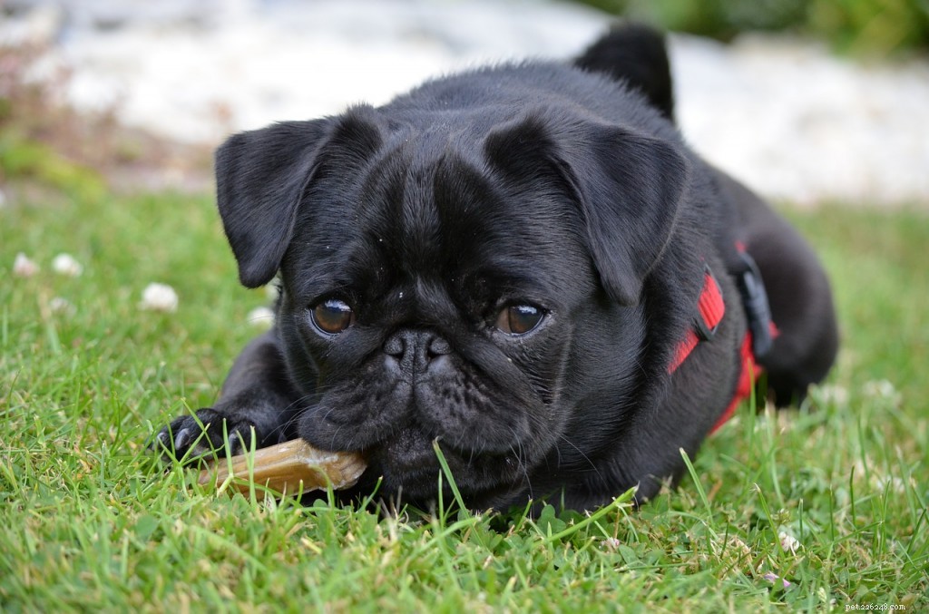 Pug Breed Guide: Everything You Need to Know About the UK s Favorite Toy Dog