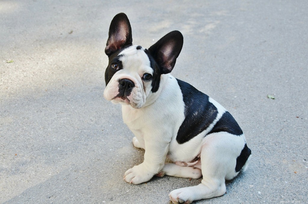 French Bulldog Breed Guide – Size, Personality & Care Tips