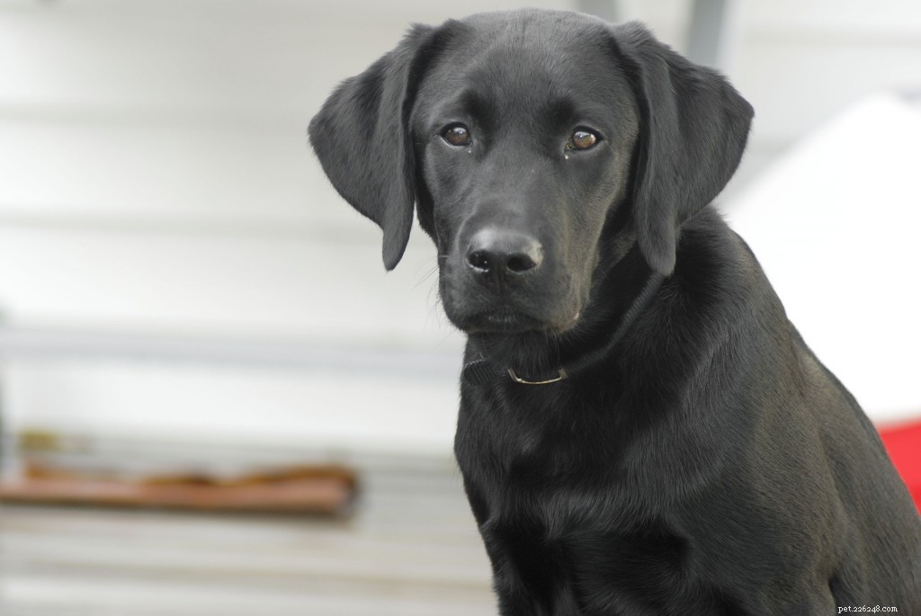 Labrador Retriever Breed Guide: Traits, Care & Training