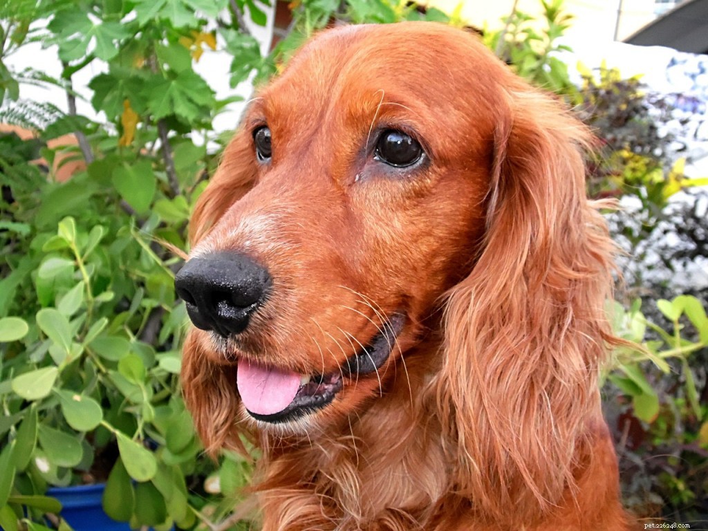 Cocker Spaniel Breed Profile: Popularity, Traits & Care