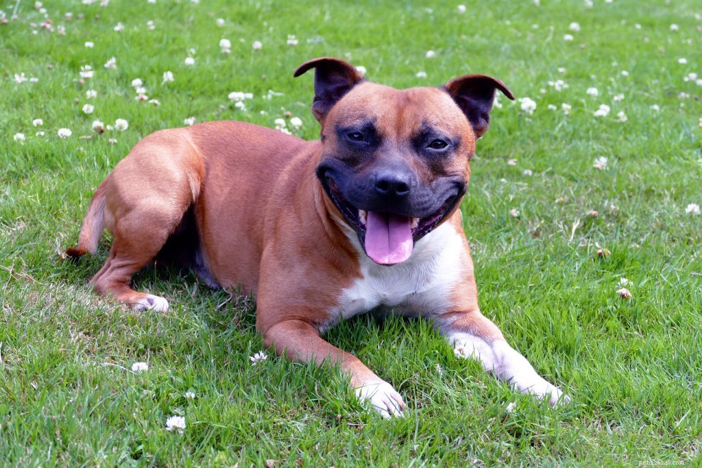 Staffordshire Bull Terrier Breed Guide: Traits, Care, and Popularity
