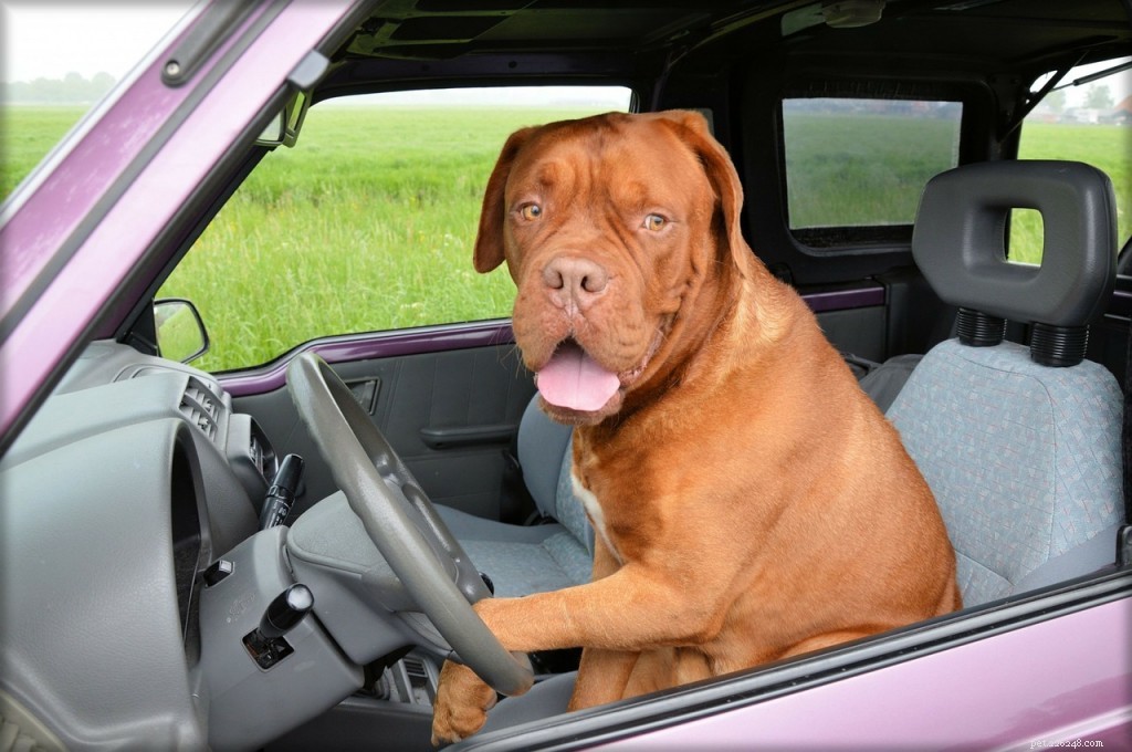 Dogue de Bordeaux: Expert Breed Guide & Registration Insights