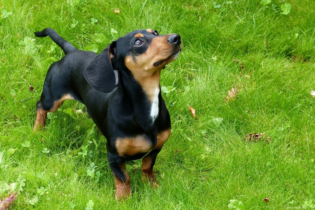 Miniature Smooth‑Haired Dachshund: Breed Guide & Owner Tips