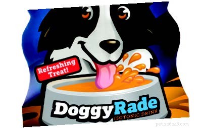 Why Your Dog Needs Proper Hydration: Tips & Insights