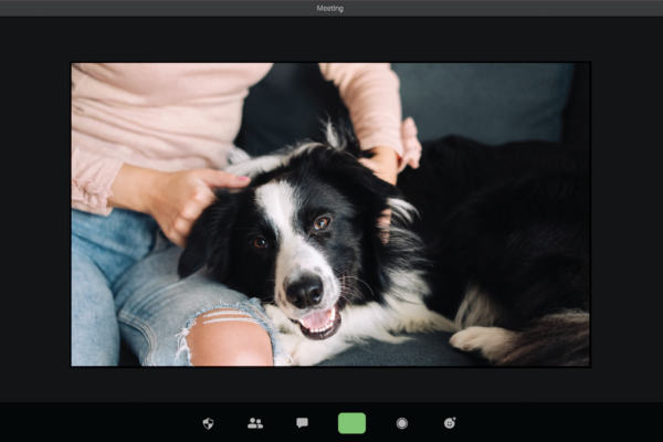 Veterinary Telehealth: On-Demand Remote Consultations for Faster, Accessible Pet Care