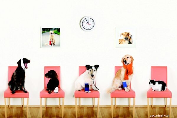 Veterinary Telehealth: On-Demand Remote Consultations for Faster, Accessible Pet Care