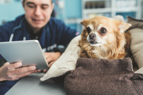 Veterinary Telehealth: On-Demand Remote Consultations for Faster, Accessible Pet Care