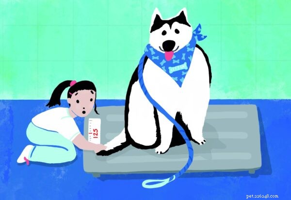 8 Key Indicators Your Puppy Is Overweight