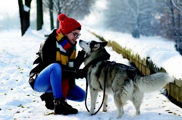 Gentle Guidance: How to Calm Your Dog During the Holiday Season