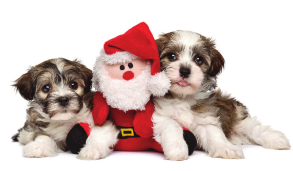 Gentle Guidance: How to Calm Your Dog During the Holiday Season
