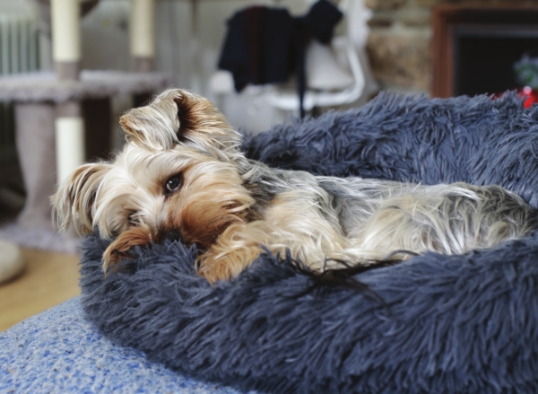 Gentle Guidance: How to Calm Your Dog During the Holiday Season