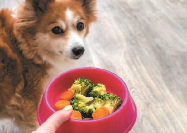 Healthy Green Treats for Your Dog This Holiday Season