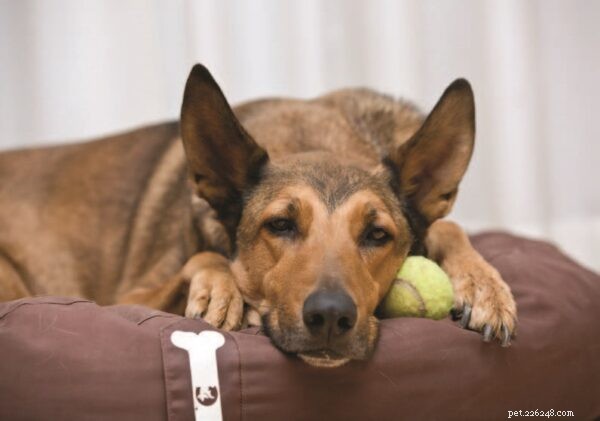 Effective Care for Dogs with Acute Pancreatitis: What Owners Need to Know