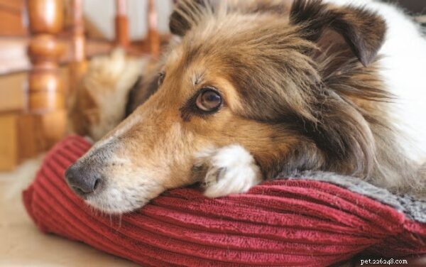 Effective Care for Dogs with Acute Pancreatitis: What Owners Need to Know