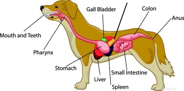 Understanding Chronic Pancreatitis in Dogs: Symptoms, Causes, and Care
