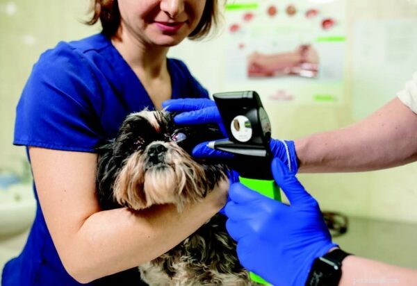 Understanding Canine Cataracts: Symptoms, Diagnosis, and Care