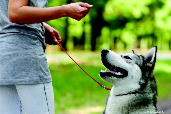 Mastering Your Dog’s Attention: Proven Techniques to Capture and Keep Their Focus