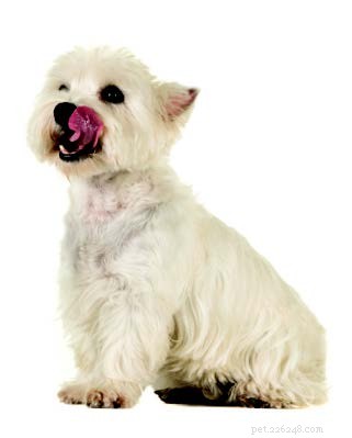 Mastering Your Dog’s Attention: Proven Techniques to Capture and Keep Their Focus