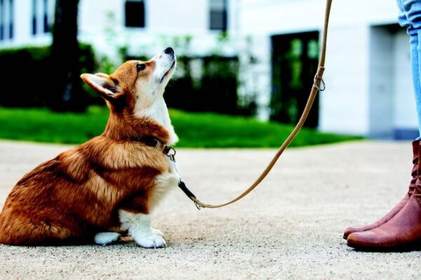 Mastering Your Dog’s Attention: Proven Techniques to Capture and Keep Their Focus