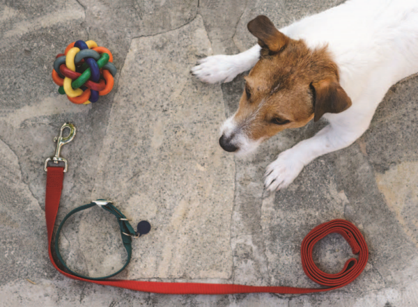7 Proven Strategies to Make Every Dog Walk Calm and Enjoyable