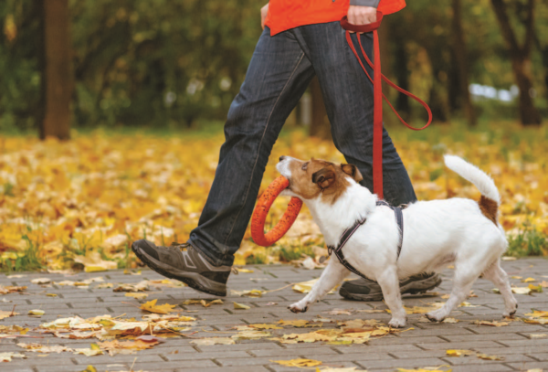 7 Proven Strategies to Make Every Dog Walk Calm and Enjoyable