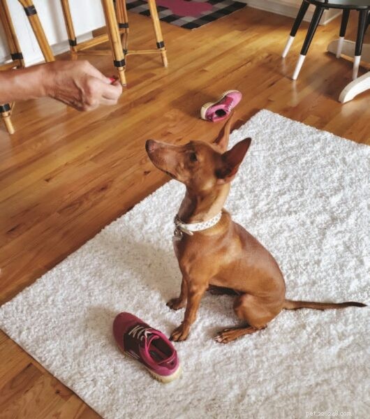 Three Proven Games to Stop Dogs from Stealing