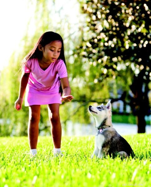 Don t Assume Puppies Will Outgrow Bad Behaviors—Learn How to Stop Chewing, Jumping, and Biting
