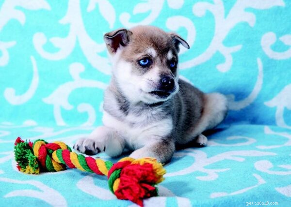 Puppy Care Essentials: A Trusted Guide for First, Second, and Third‑Time Owners