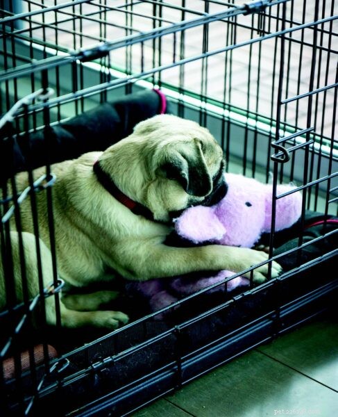Puppy Care Essentials: A Trusted Guide for First, Second, and Third‑Time Owners