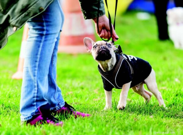 Puppy Care Essentials: A Trusted Guide for First, Second, and Third‑Time Owners
