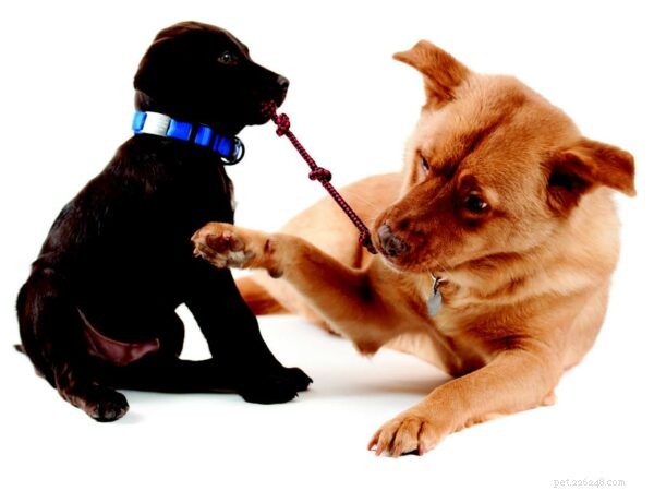 Puppy Care Essentials: A Trusted Guide for First, Second, and Third‑Time Owners
