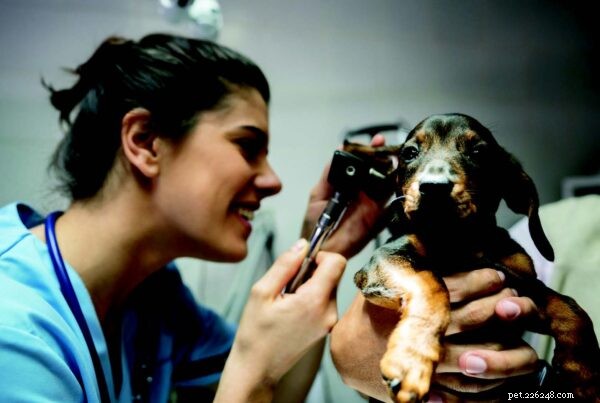 Puppy Care Essentials: A Trusted Guide for First, Second, and Third‑Time Owners