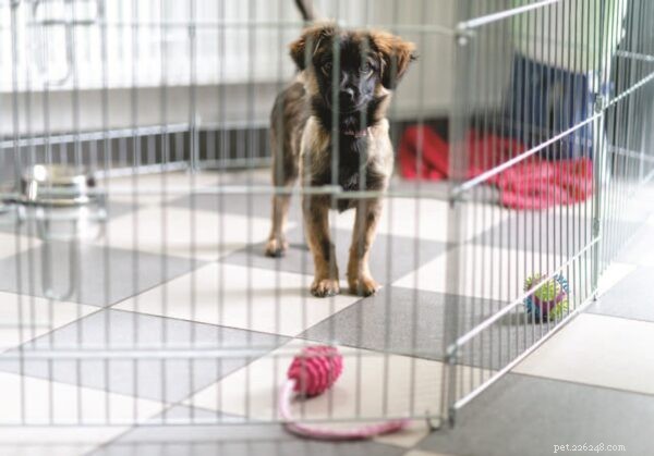 Effective Crate Training: A Safe Guide for Puppies and Adults