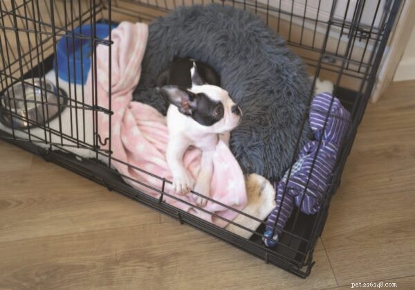 Effective Crate Training: A Safe Guide for Puppies and Adults