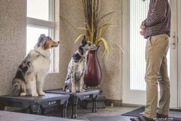 Platform Training: A Modern, Proven Approach to Enhancing Animal Behavior