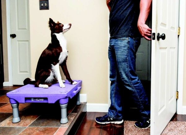 Platform Training: A Modern, Proven Approach to Enhancing Animal Behavior